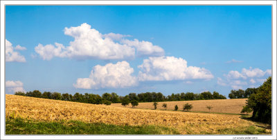 Summer Fields