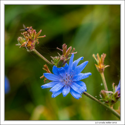 Chicory