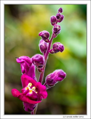 Common Snapdragon