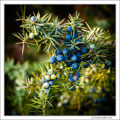 Juniper Berries