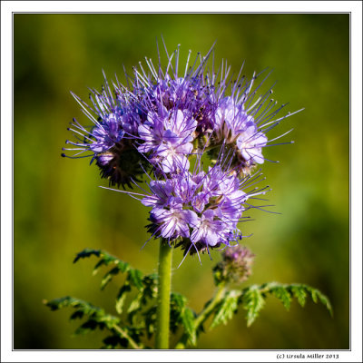 Phacelia