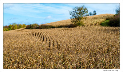Autumnal Corn Field