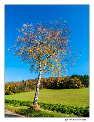 Birch Tree