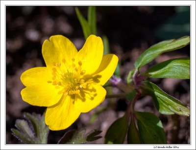 Yellow Wood Anemone