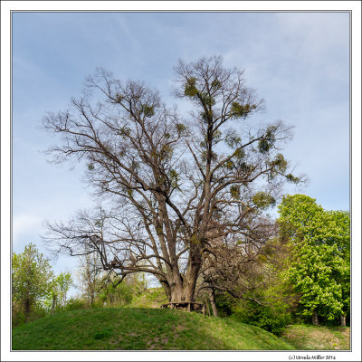 Old Linden Tree