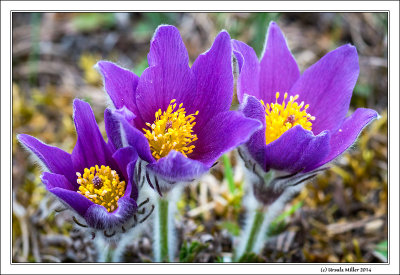 Pasqueflowers