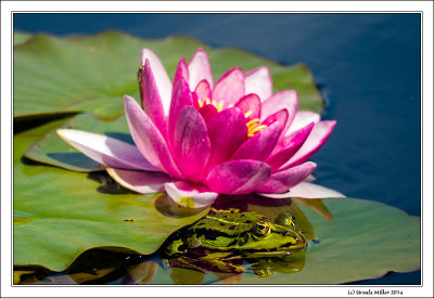 Frog Hinding near Water Lily