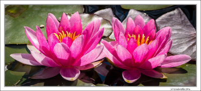 Water Lilies