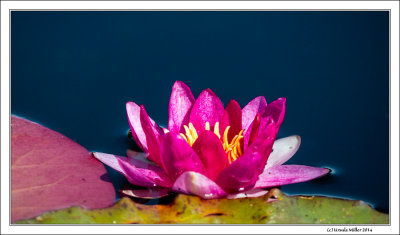 Water Lily