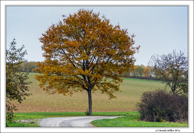 Tree in Autumn Colors