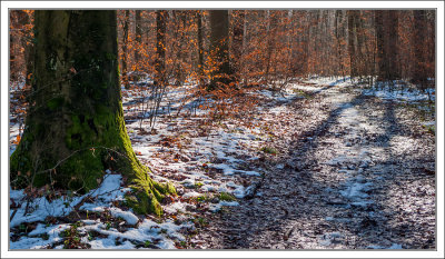 Wintery Wood