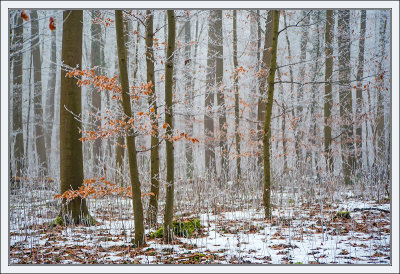 Winter in the Wood