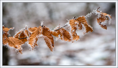 Frosty Leaves