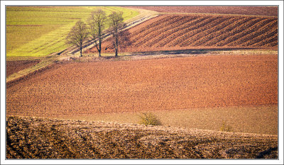 Winter Fields