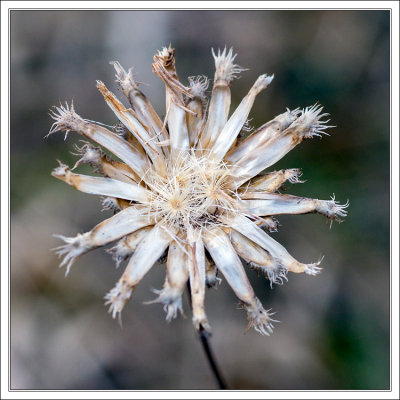 Dried Flower