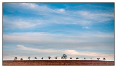 Line of Trees