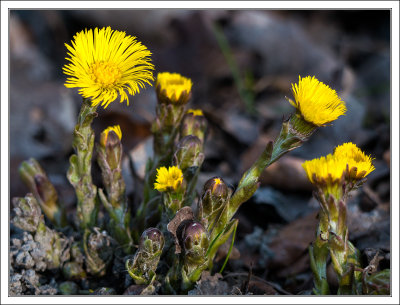 Coughwort