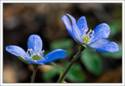 Pink Wood Anemones