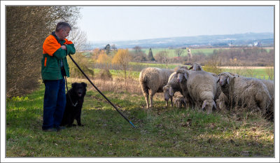 Shepherd