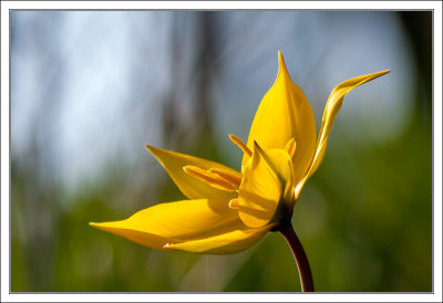 Vineyard Tulip