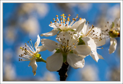 Cherry Blossoms