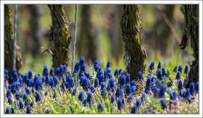 Grape Hyacinth