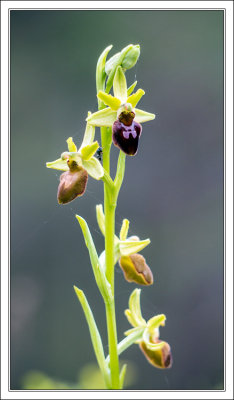Early Spider-Orchid