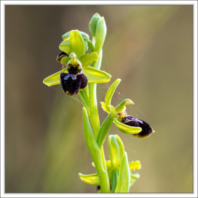 SpiderOrchid