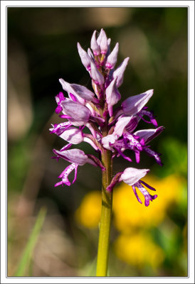 Marsh-Orchid