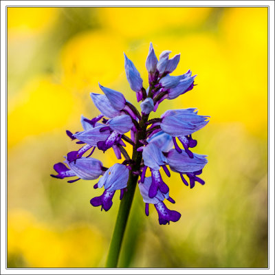 Marsh Orchid