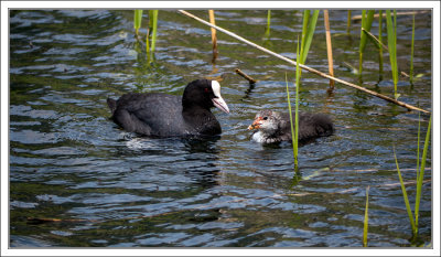 Coot with its Chick - Blesshuhn mit Kken