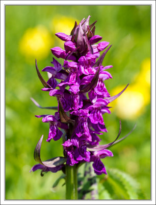 Knabenkraut - Wild Orchid