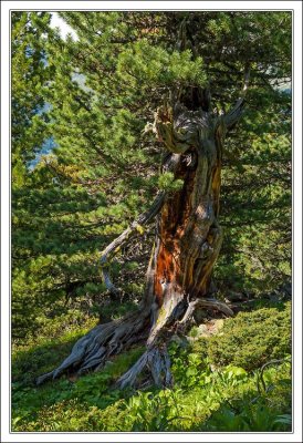 Swiss Stone Pine Monument
