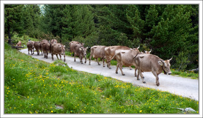 Cattle Drive up to Alpine Pastures