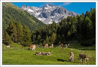Alpine Pastures
