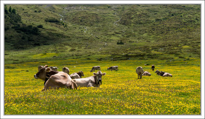Cows on Alpe