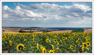 Sunflowers and Village