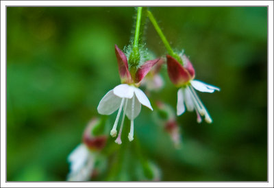 Tiny Herb