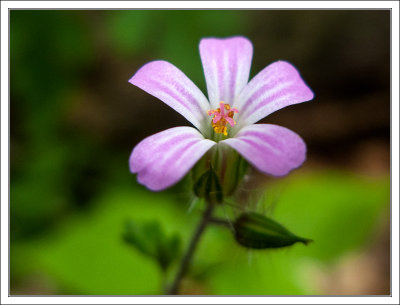 Tiny Pink Blossom