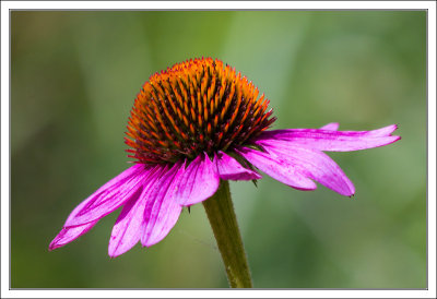 Echinacea