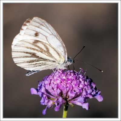 Cabbage White Butterfly 