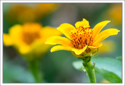 Yellow Flowers