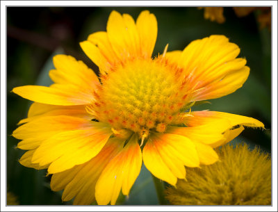 Yellow Flower