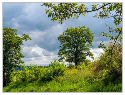 Summer Trees