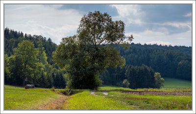 At the Edge of the Forest