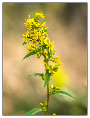 Echte Goldrute - Solidago virgaurea