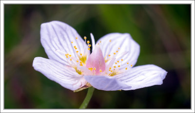 Sumpf-Herzblatt - Grass-of-Parnassus