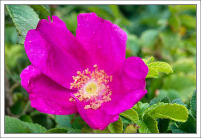 Pink Dog Rose
