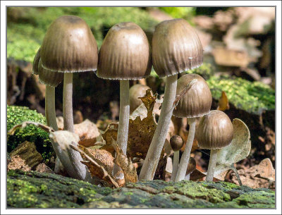Mushroom Family 