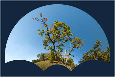 Weathered Oak Tree